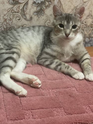 Кот Ирбис ищет дом