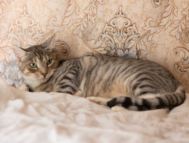 Кот Ирбис ищет дом