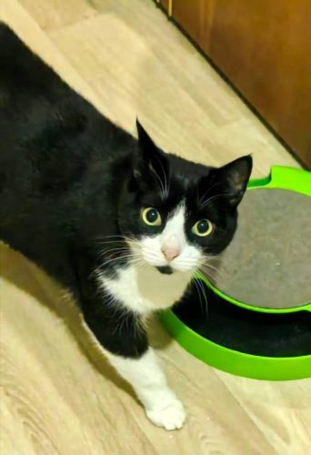 Кошечка Ия ищет дом