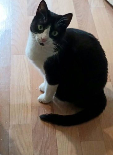 Кошечка Ия ищет дом