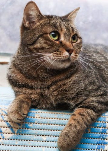 Наши котики juju1s