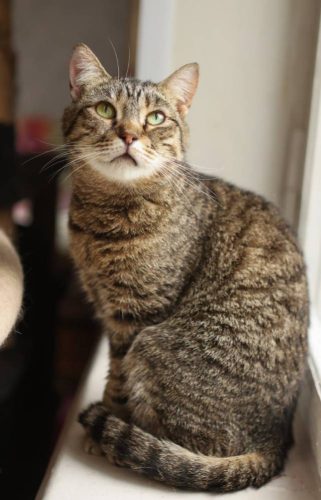 Наши котики juju2s