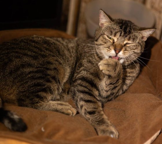 Наши котики juju3s