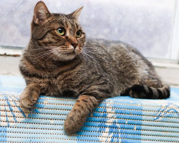 Наши котики juju4