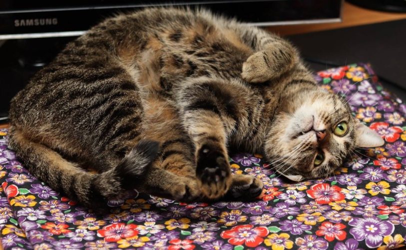 Кошка Жужу ищет дом