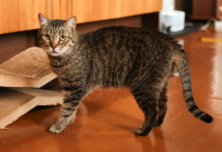 Кошка Жужу ищет дом