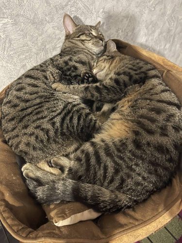 Коты братья Кекс и Рулет