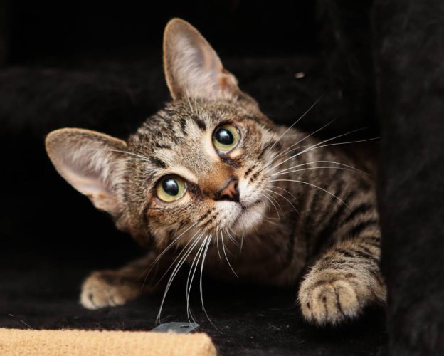 Коты братья Кекс и Рулет