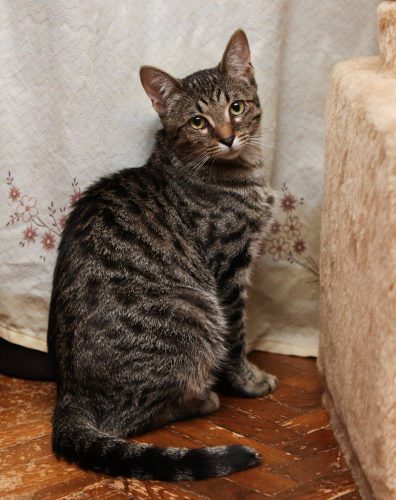 Коты братья Кекс и Рулет