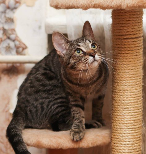 Коты братья Кекс и Рулет