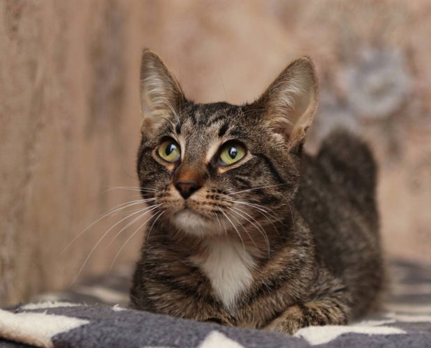 Коты братья Кекс и Рулет