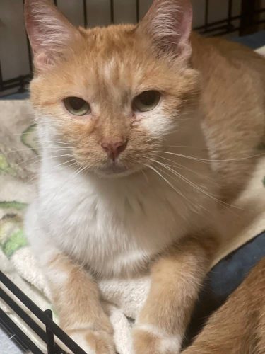 Наши котики kiki1