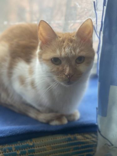 Наши котики kiki2