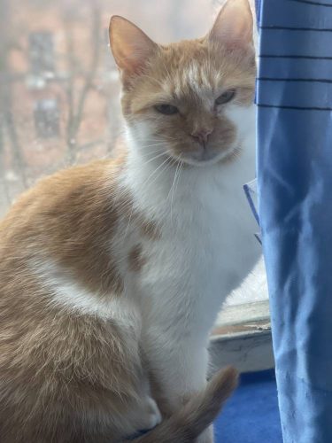 Наши котики kiki3