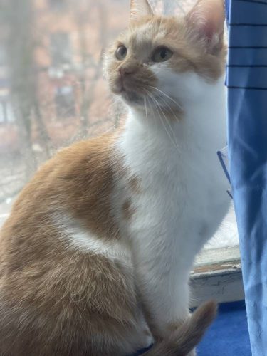 Наши котики kiki4