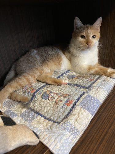 Кошка КиКи ищет дом