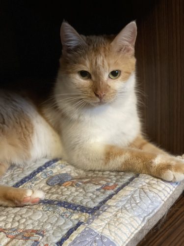 Кошка КиКи ищет дом