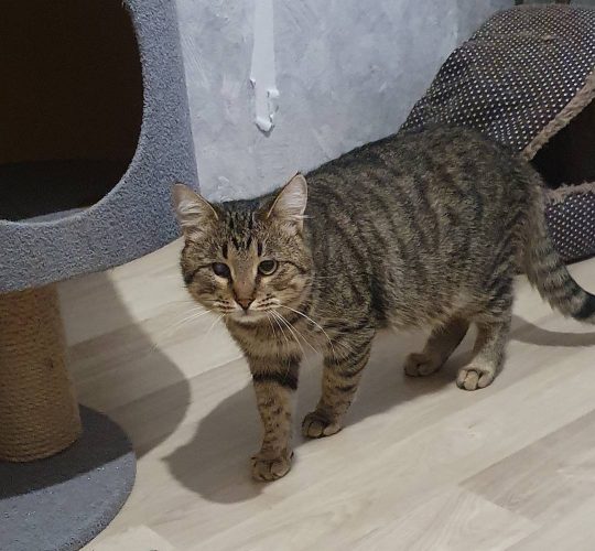 Кот Лаврик ищет дом