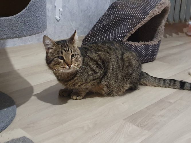 Кот Лаврик ищет дом