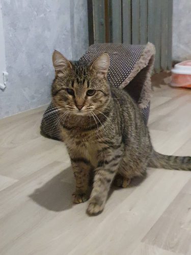 Кот Лаврик ищет дом