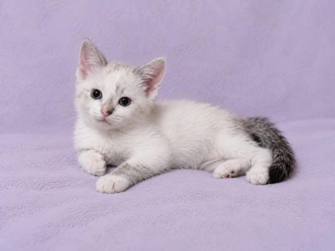 Кошечка Лия ищет дом