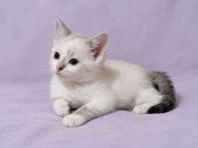 Кошечка Лия ищет дом