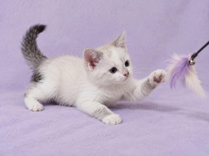 Кошечка Лия ищет дом