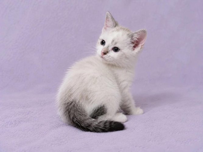 Кошечка Лия ищет дом