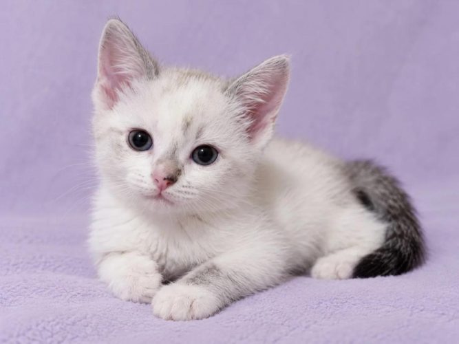 Кошечка Лия ищет дом