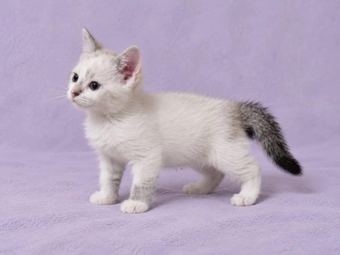 Кошечка Лия ищет дом