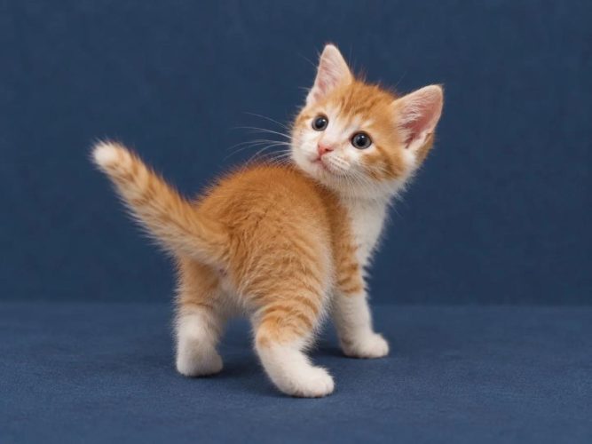 Котик Ликёр ищет дом