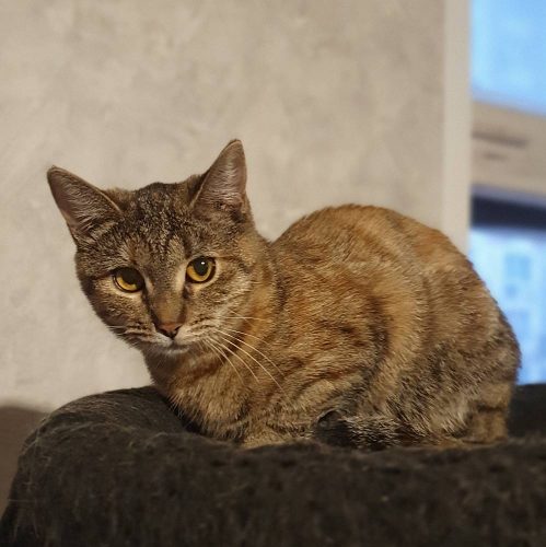 Кошечка Лиса ищет дом