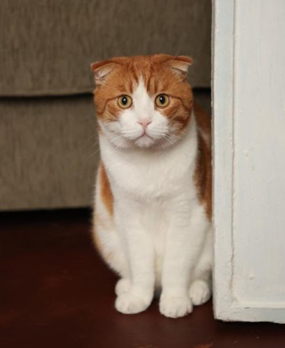 Кот Лучик ищет дом