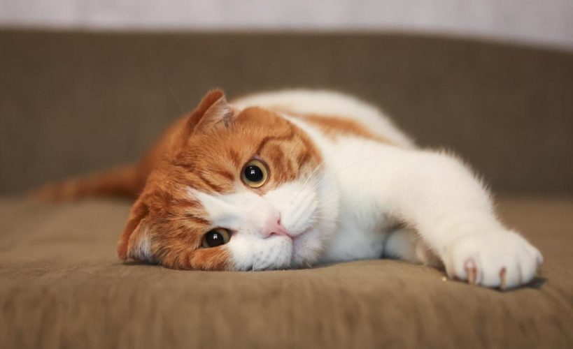 Кот Лучик ищет дом