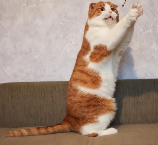 Кот Лучик ищет дом