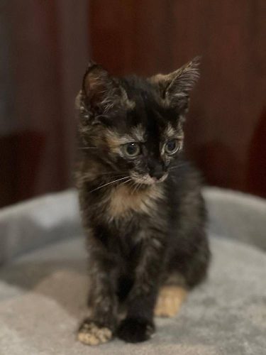 Наши котики luiza