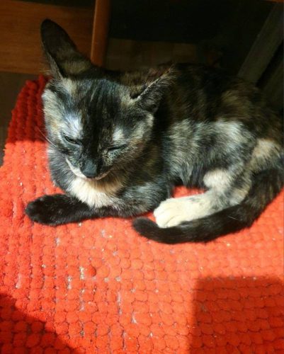 Котёнок Луиза ищет дом