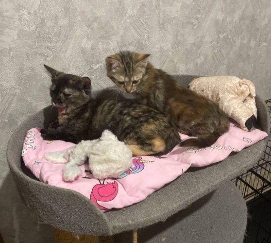 Котёнок Луиза ищет дом