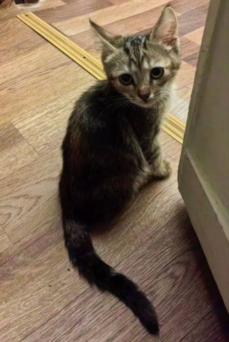 Котёнок Лулу ищет дом