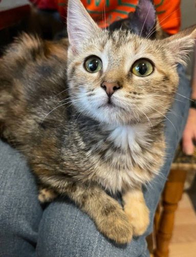 Котёнок Лулу ищет дом