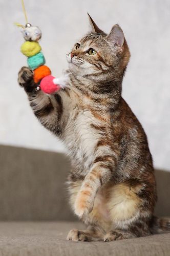 Кошечка Лулу ищет дом