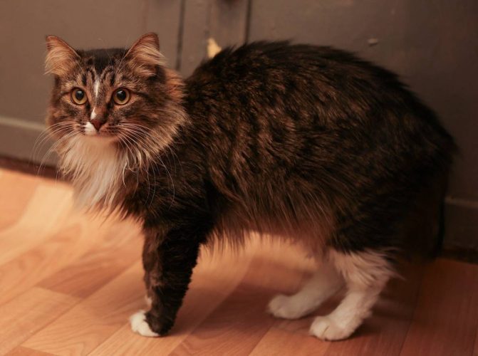 Пушистая Люси ищет дом