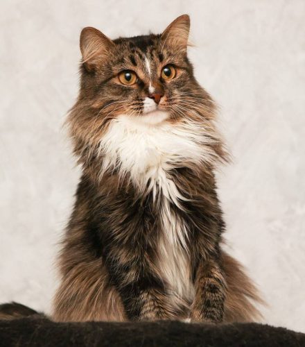 Пушистая Люси ищет дом