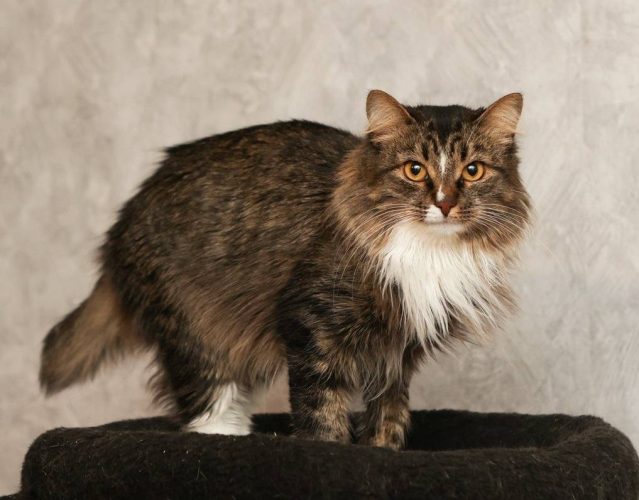 Пушистая Люси ищет дом