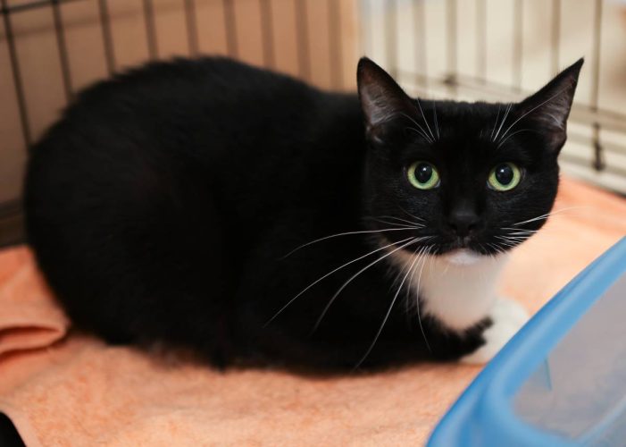 Кошечка Люсиль в поисках дома