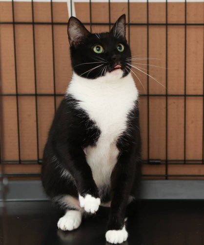 Кошечка Люсиль в поисках дома