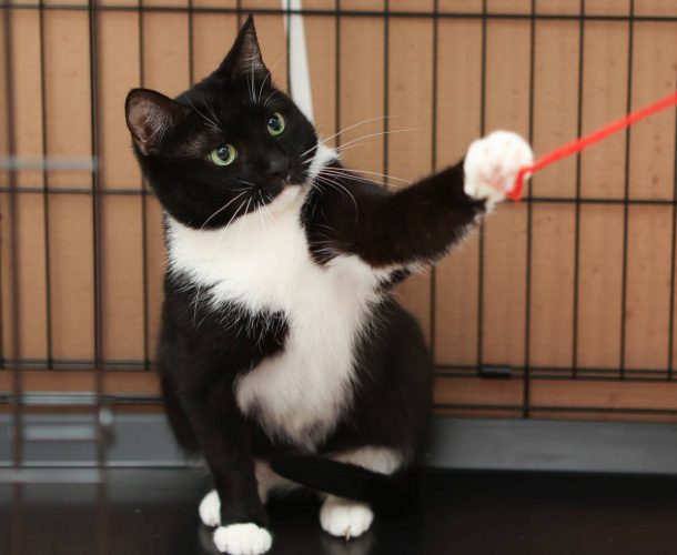 Кошечка Люсиль в поисках дома