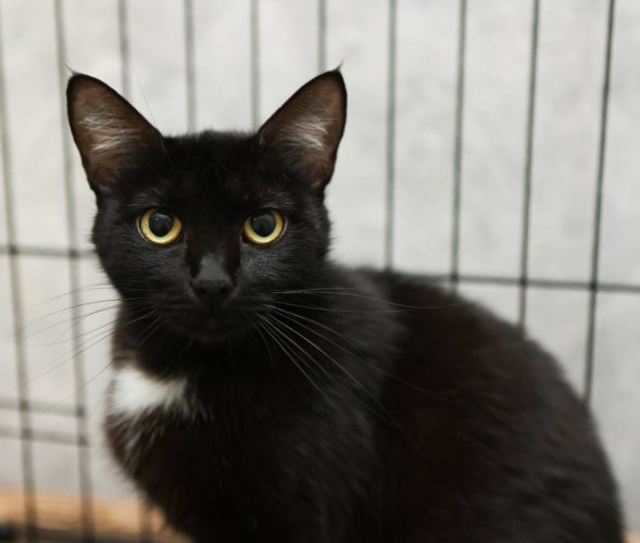 Кошечка Малышка ищет дом