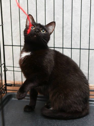 Кошечка Малышка ищет дом