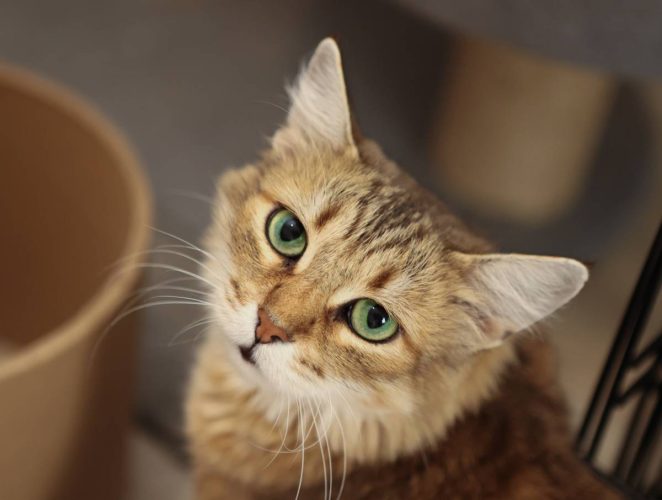 Кошечка Майя с изумрудными глазами ищет дом